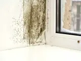 Pleśń i nalot na ścianie przy oknie, świadczące o nadmiernej wilgoci.