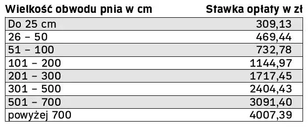 Ile za wycięcie drzewa? Sprawdź, co wpływa na koszty usług