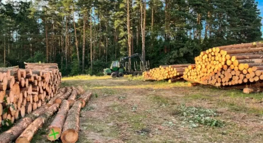 Wycinka drzew jaki VAT – uniknij niepotrzebnych kosztów i błędów